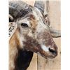 Image 6 : Mouflon Cross Ram Sheep Shoulder Mount Taxidermy