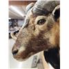 Image 7 : Mouflon Cross Ram Sheep Shoulder Mount Taxidermy