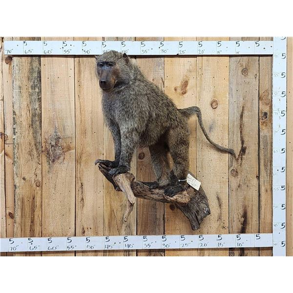 African Chakma Baboon Full Body Taxidermy Mount