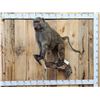 Image 1 : African Chakma Baboon Full Body Taxidermy Mount