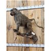 Image 2 : African Chakma Baboon Full Body Taxidermy Mount