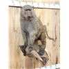 Image 3 : African Chakma Baboon Full Body Taxidermy Mount
