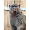 Image 4 : African Chakma Baboon Full Body Taxidermy Mount