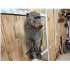Image 5 : African Chakma Baboon Full Body Taxidermy Mount