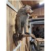 Image 6 : African Chakma Baboon Full Body Taxidermy Mount