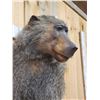 Image 7 : African Chakma Baboon Full Body Taxidermy Mount