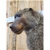 Image 8 : African Chakma Baboon Full Body Taxidermy Mount