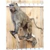 Image 9 : African Chakma Baboon Full Body Taxidermy Mount