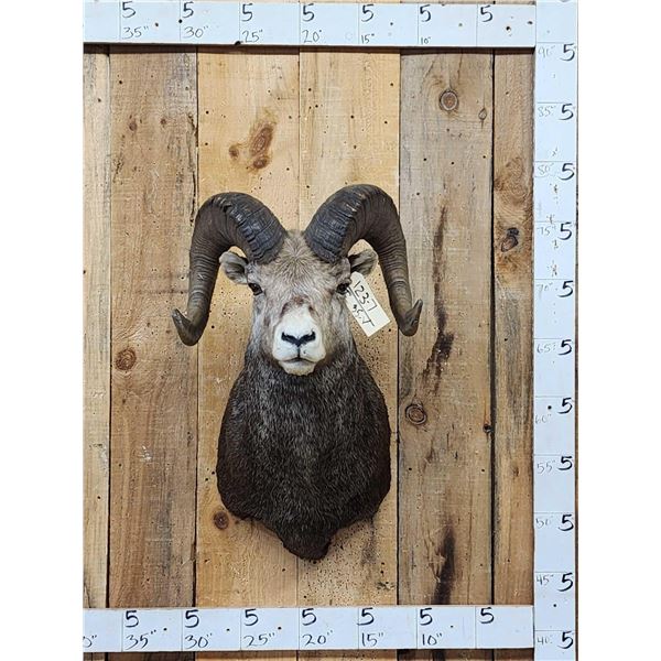 Gorgeous Stone Sheep Shoulder Mount Taxidermy