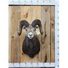 Image 1 : Gorgeous Stone Sheep Shoulder Mount Taxidermy
