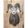 Image 2 : Gorgeous Stone Sheep Shoulder Mount Taxidermy