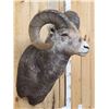 Image 3 : Gorgeous Stone Sheep Shoulder Mount Taxidermy