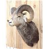Image 4 : Gorgeous Stone Sheep Shoulder Mount Taxidermy