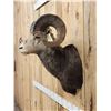 Image 5 : Gorgeous Stone Sheep Shoulder Mount Taxidermy