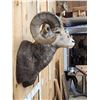 Image 6 : Gorgeous Stone Sheep Shoulder Mount Taxidermy