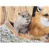 Image 2 : XL Noah's Ark 6 Critters In A Birch Bark Canoe Taxidermy