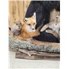 Image 4 : XL Noah's Ark 6 Critters In A Birch Bark Canoe Taxidermy