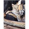 Image 7 : XL Noah's Ark 6 Critters In A Birch Bark Canoe Taxidermy