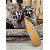 Image 8 : XL Noah's Ark 6 Critters In A Birch Bark Canoe Taxidermy
