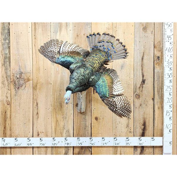Oscellated Hen Turkey In Flight Bird Taxidermy