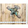 Image 1 : Oscellated Hen Turkey In Flight Bird Taxidermy