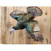 Image 2 : Oscellated Hen Turkey In Flight Bird Taxidermy