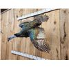 Image 3 : Oscellated Hen Turkey In Flight Bird Taxidermy