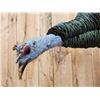 Image 4 : Oscellated Hen Turkey In Flight Bird Taxidermy