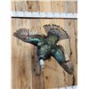 Image 5 : Oscellated Hen Turkey In Flight Bird Taxidermy