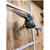 Image 6 : Oscellated Hen Turkey In Flight Bird Taxidermy