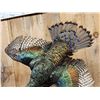 Image 8 : Oscellated Hen Turkey In Flight Bird Taxidermy