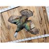 Image 9 : Oscellated Hen Turkey In Flight Bird Taxidermy
