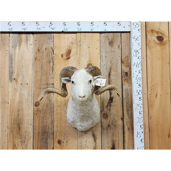 Merino Ram Sheep Shoulder Mount Taxidermy