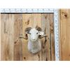 Image 1 : Merino Ram Sheep Shoulder Mount Taxidermy
