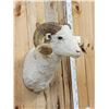 Image 2 : Merino Ram Sheep Shoulder Mount Taxidermy
