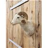Image 3 : Merino Ram Sheep Shoulder Mount Taxidermy