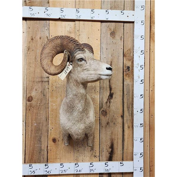 Desert Bighorn Sheep Shoulder Mount Taxidermy