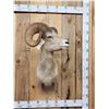 Image 1 : Desert Bighorn Sheep Shoulder Mount Taxidermy