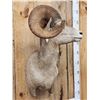 Image 2 : Desert Bighorn Sheep Shoulder Mount Taxidermy