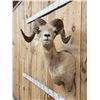Image 3 : Desert Bighorn Sheep Shoulder Mount Taxidermy