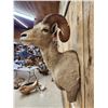 Image 4 : Desert Bighorn Sheep Shoulder Mount Taxidermy