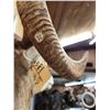 Image 5 : Desert Bighorn Sheep Shoulder Mount Taxidermy
