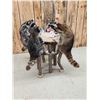 Image 10 : 4 Raccoons Playing Poker Taxidermy Mount