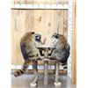 Image 2 : 4 Raccoons Playing Poker Taxidermy Mount