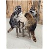 Image 4 : 4 Raccoons Playing Poker Taxidermy Mount
