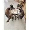 Image 5 : 4 Raccoons Playing Poker Taxidermy Mount