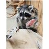 Image 6 : 4 Raccoons Playing Poker Taxidermy Mount