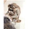 Image 7 : 4 Raccoons Playing Poker Taxidermy Mount