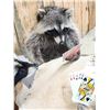 Image 8 : 4 Raccoons Playing Poker Taxidermy Mount