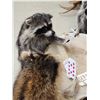 Image 9 : 4 Raccoons Playing Poker Taxidermy Mount